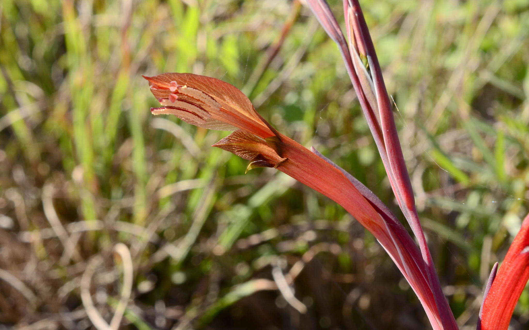 Gladiolus abbreviatus Andrews resmi