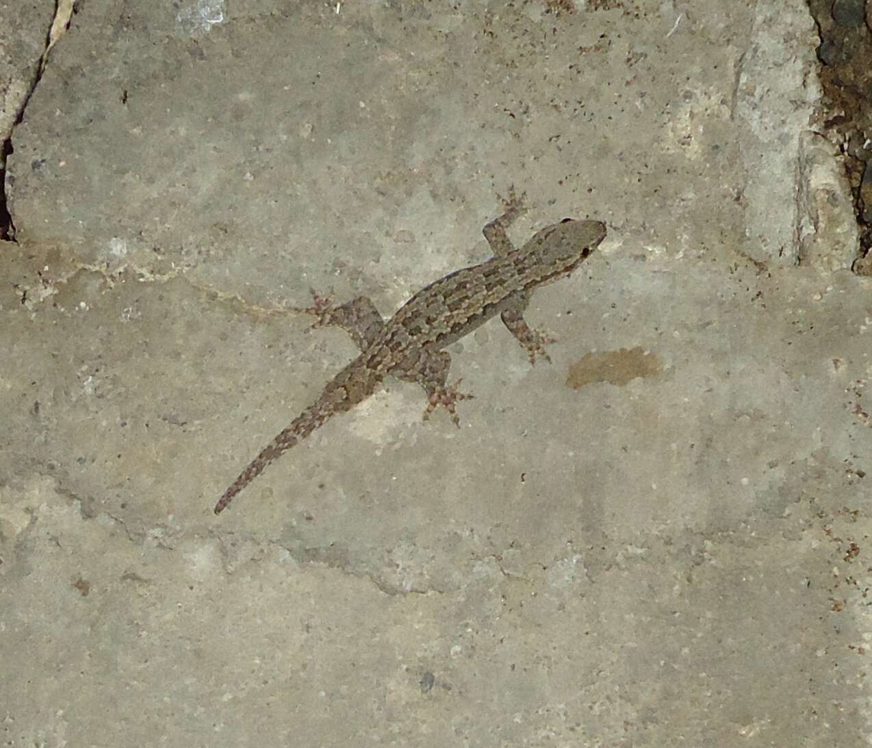 Image of Flat-tailed House Gecko