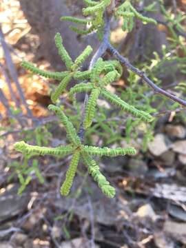 Image de Operculicarya hyphaenoides H. Perrier