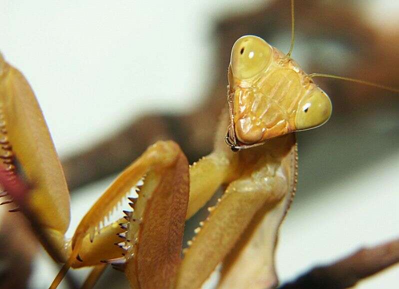 Image of African mantis