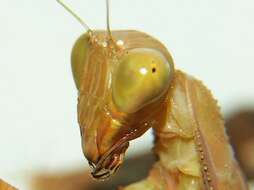 Image of African mantis