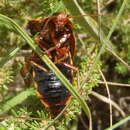 Image of Aptera fusca (Thunberg 1784)