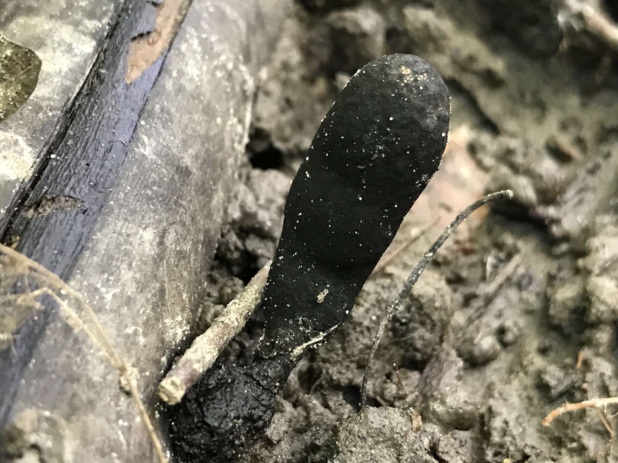 Image of Xylaria longipes Nitschke 1867