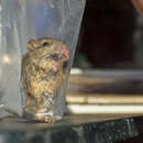 Image of Patagonian Chinchilla Mouse