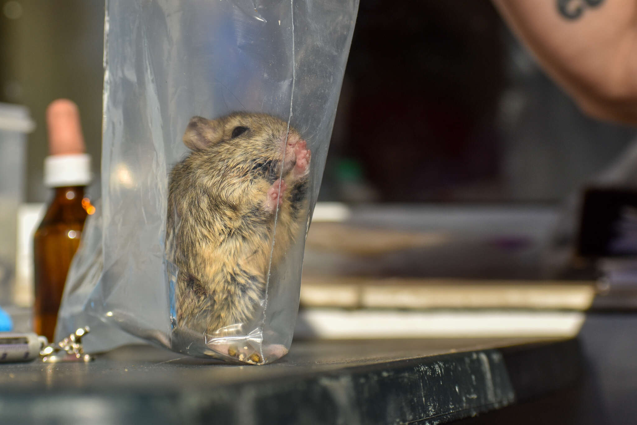 Image of Patagonian Chinchilla Mouse