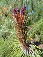 Image of Michoacán Pine