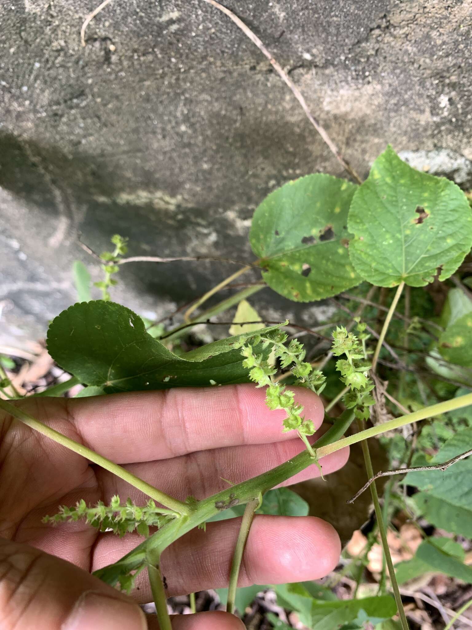 Image de Acalypha grandibracteata Merr.