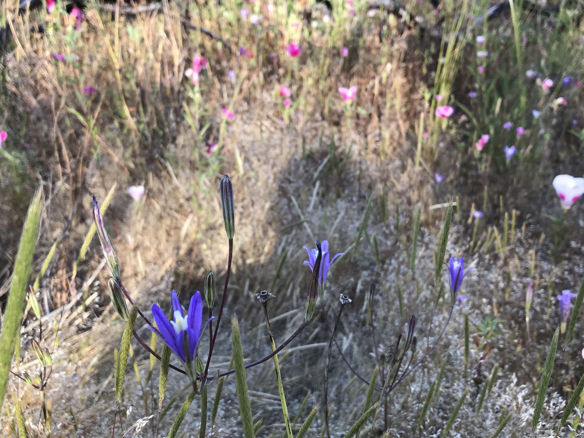 Image of California brodiaea