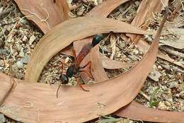 Ammophila clavus (Fabricius 1775) resmi