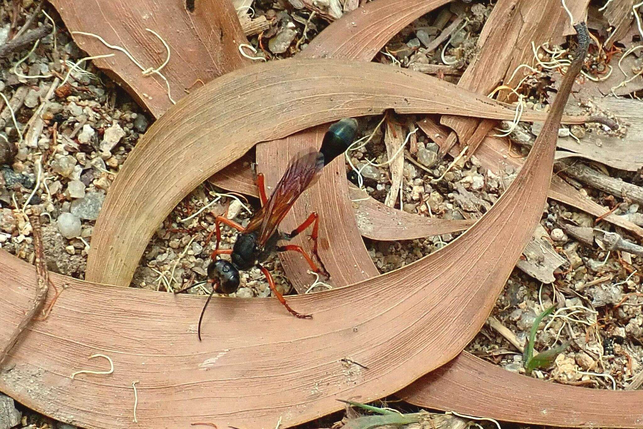 Ammophila clavus (Fabricius 1775) resmi