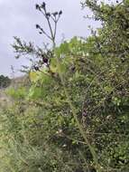 Image of Black-Flower Figwort