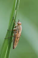 Image of Stiletto flies