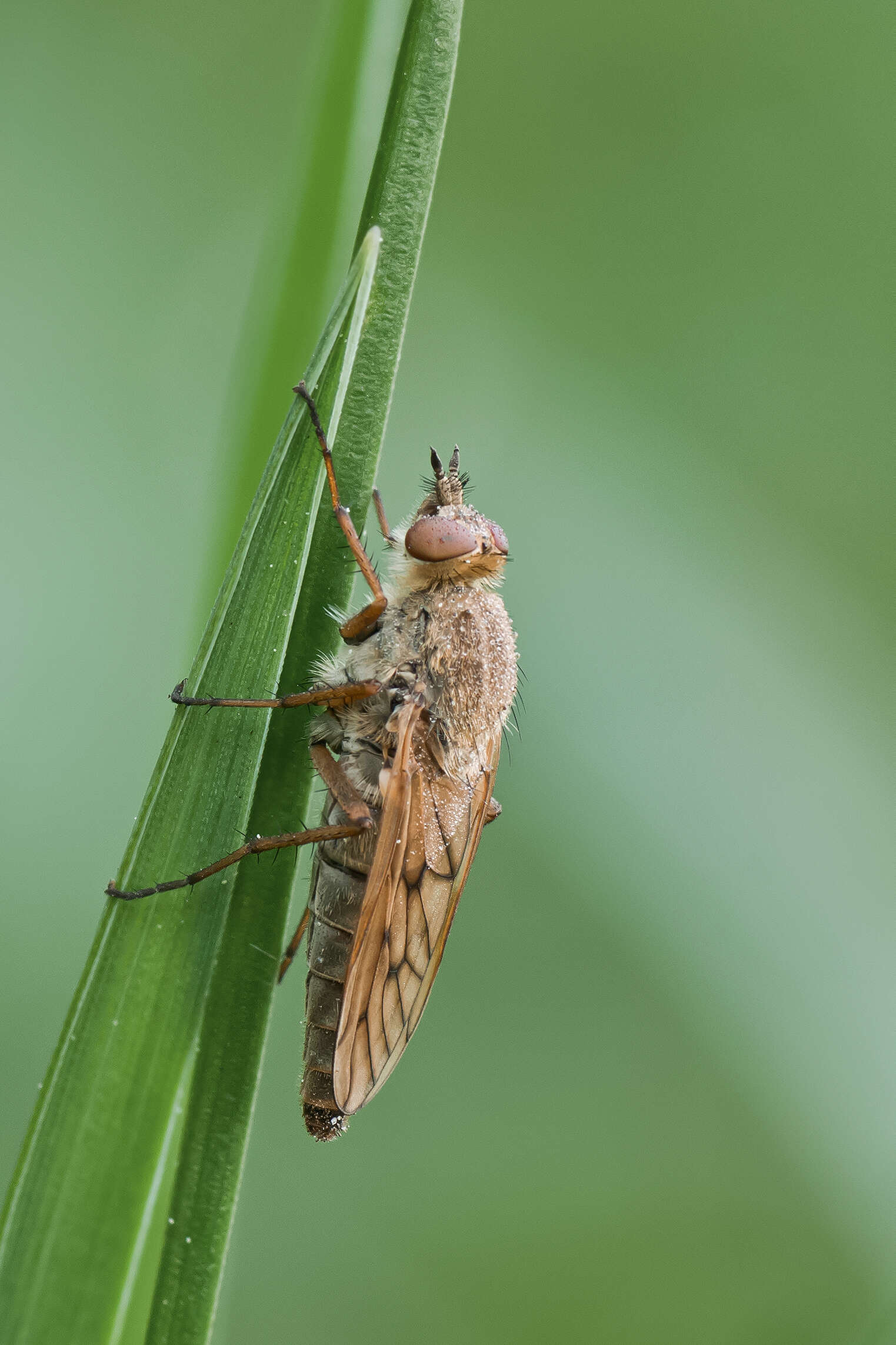 Image of Stiletto flies