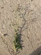 Image of Turkish baby's-breath