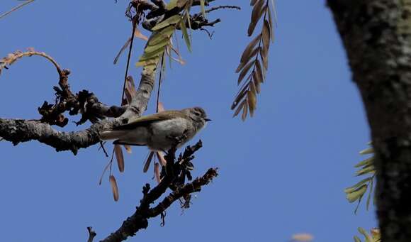 Image of Green-backed Honeybird