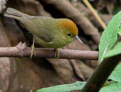 Imagem de Cyanoderma ruficeps (Blyth 1847)