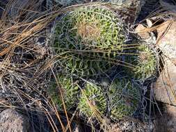 Image of Stenocactus obvallatus (DC.) A. Berger