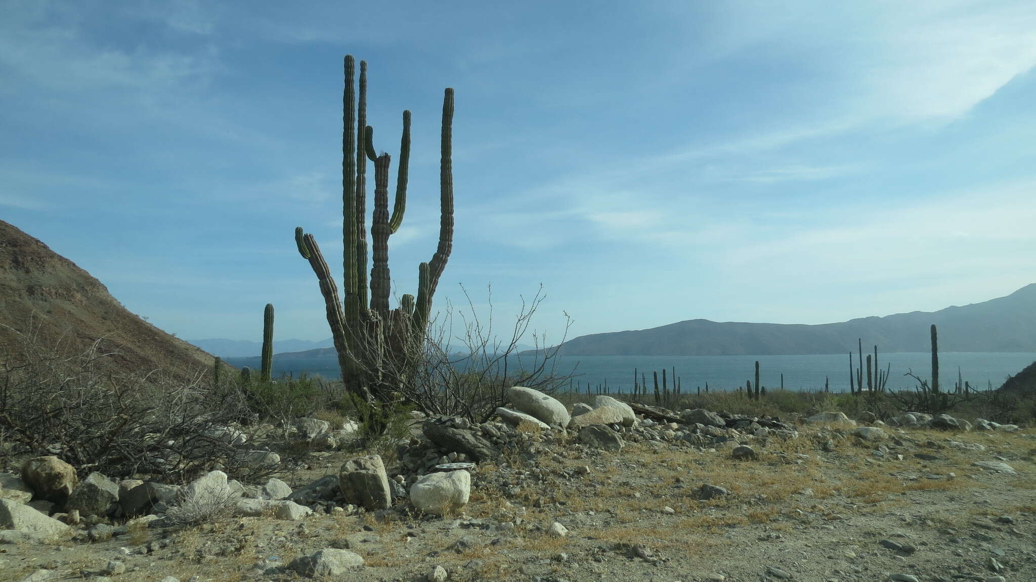 Image of Pachycereus pringlei (S. Watson) Britton & Rose