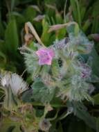 Image of Echium angustifolium Miller