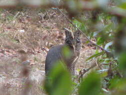 Image of Pardofelis temminckii