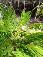 Image of Albizia polyphylla E. Fourn.