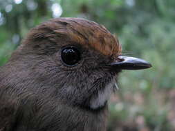 Image of White-gorgeted Flycatcher