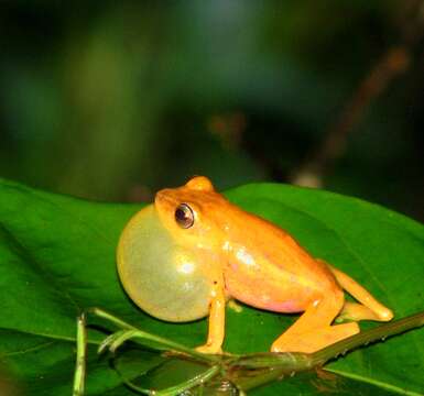 Image de Raorchestes luteolus (Kuramoto & Joshy 2003)