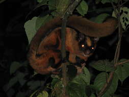 Image of squirrels, dormice, and relatives