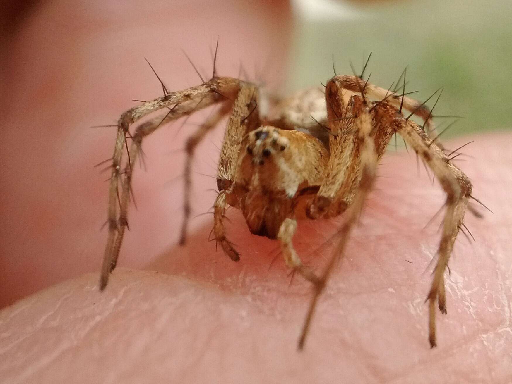 Image of Western Lynx Spider