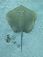 Image of Jenkins' Whipray