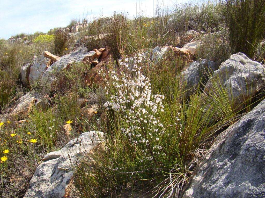 Image of Erica selaginifolia Salisb.