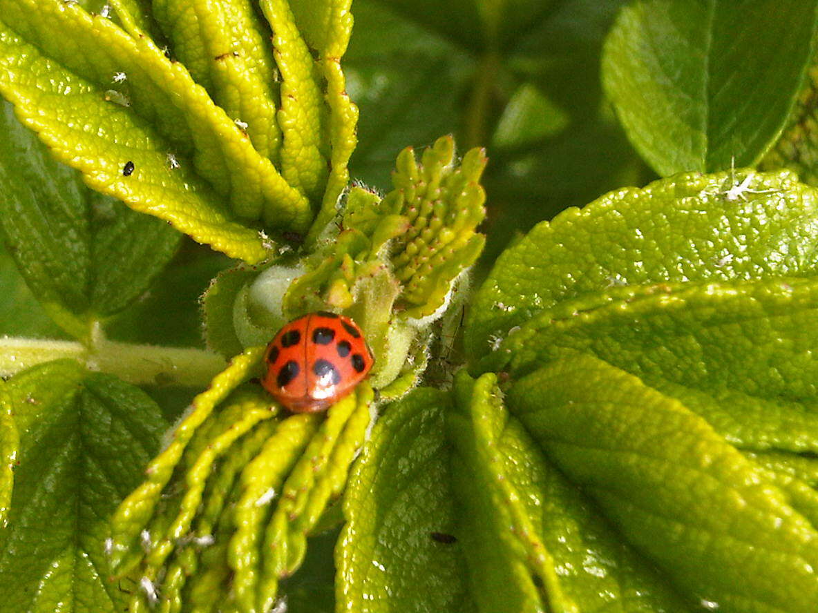 Image of Harmonia axyridis (Pallas 1773)