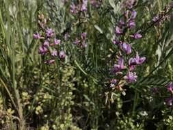 Image of flexile milkvetch