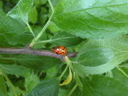 Image of Harlequin Ladybird