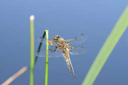 Image of Four-spotted Chaser