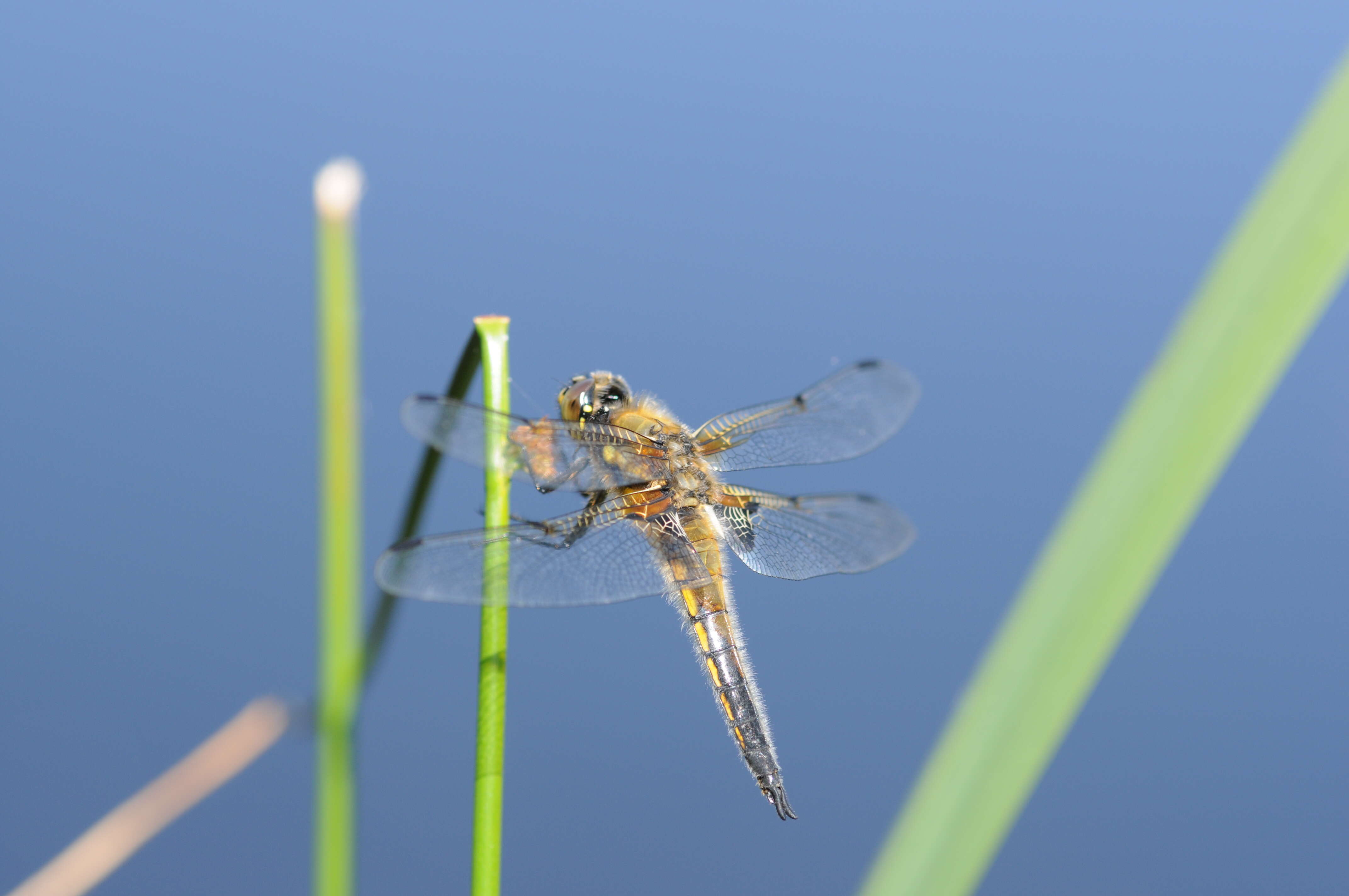 Image of Four-spotted Chaser