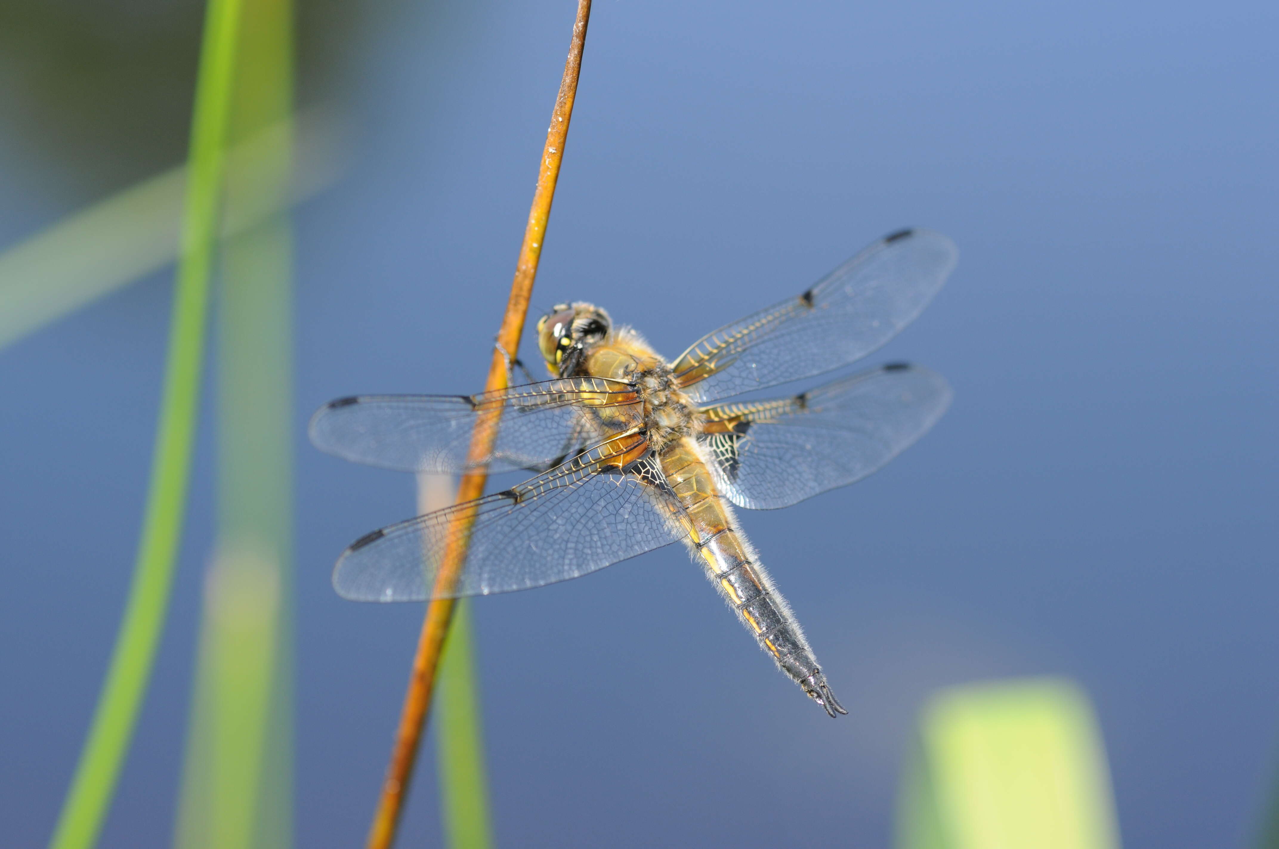 Image of Four-spotted Chaser