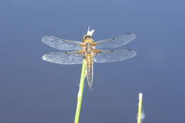 Image of Four-spotted Chaser