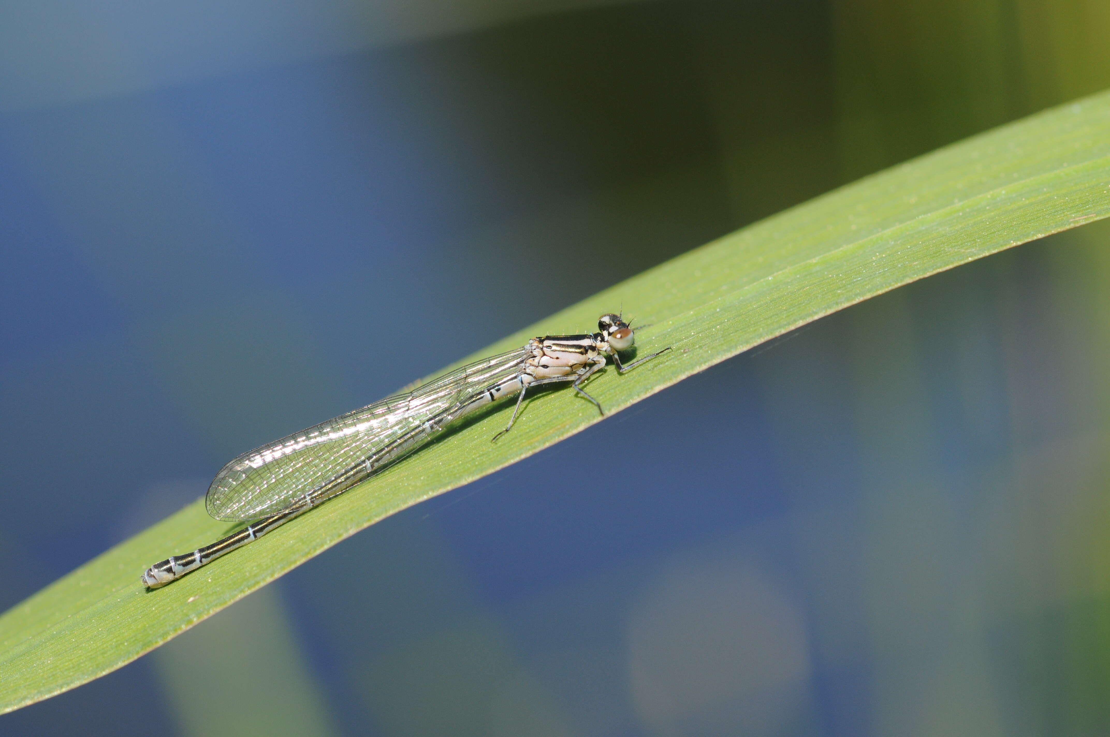 Image of Azure Bluet