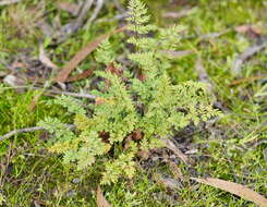 Image of Cheilanthes sieberi subsp. sieberi