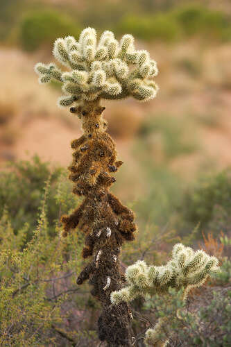 Image de Cylindropuntia bigelovii (Engelm.) F. M. Knuth