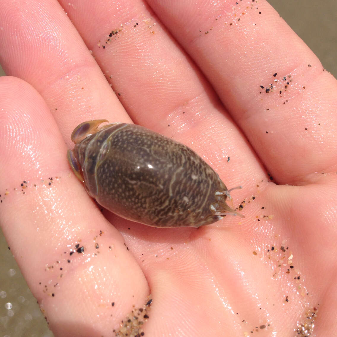 Image of mole crabs