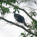 Image of Black Fronted Curassow