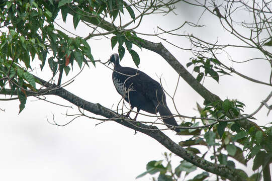 Image of Black Fronted Curassow