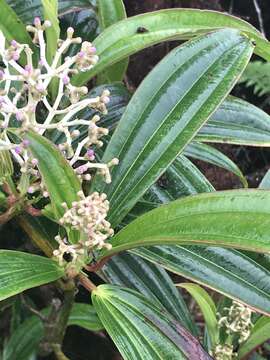 Image of Miconia robinsoniana Cogn.