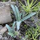 Image de Veltheimia capensis (L.) Redouté