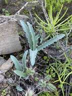 Sivun Veltheimia capensis (L.) Redouté kuva