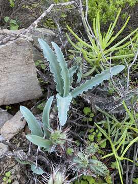 Image de Veltheimia capensis (L.) Redouté