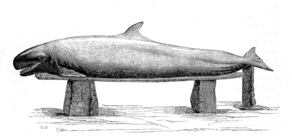 Image of false killer whale