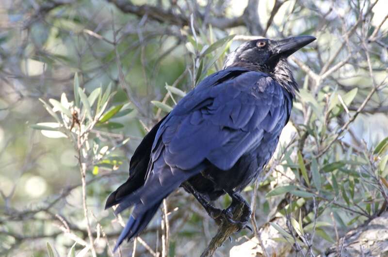 Слика од Corvus coronoides Vigors & Horsfield 1827